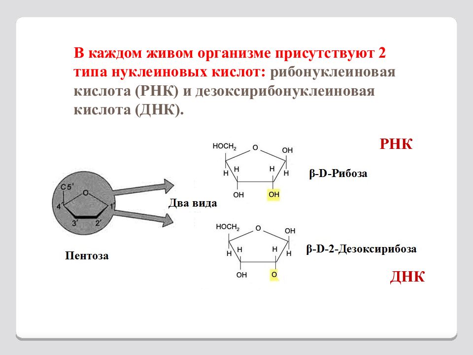 Рибонуклеиновая Кислота Купить В Аптеке