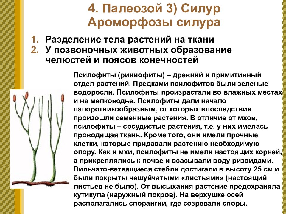 Ароморфозы риниофитов. Силур растения псилофиты. Ароморфозы псилофитов риниофитов. Ароморфозы растений силурийского периода. Важнейшие ароморфозы силурийского периода.