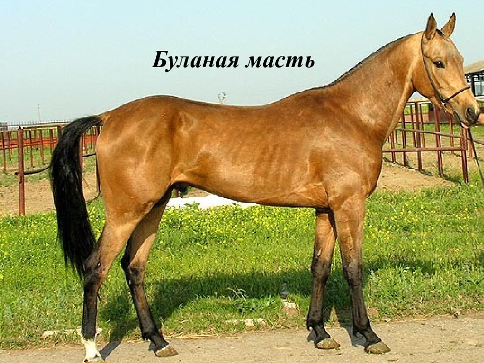 Буланая масть