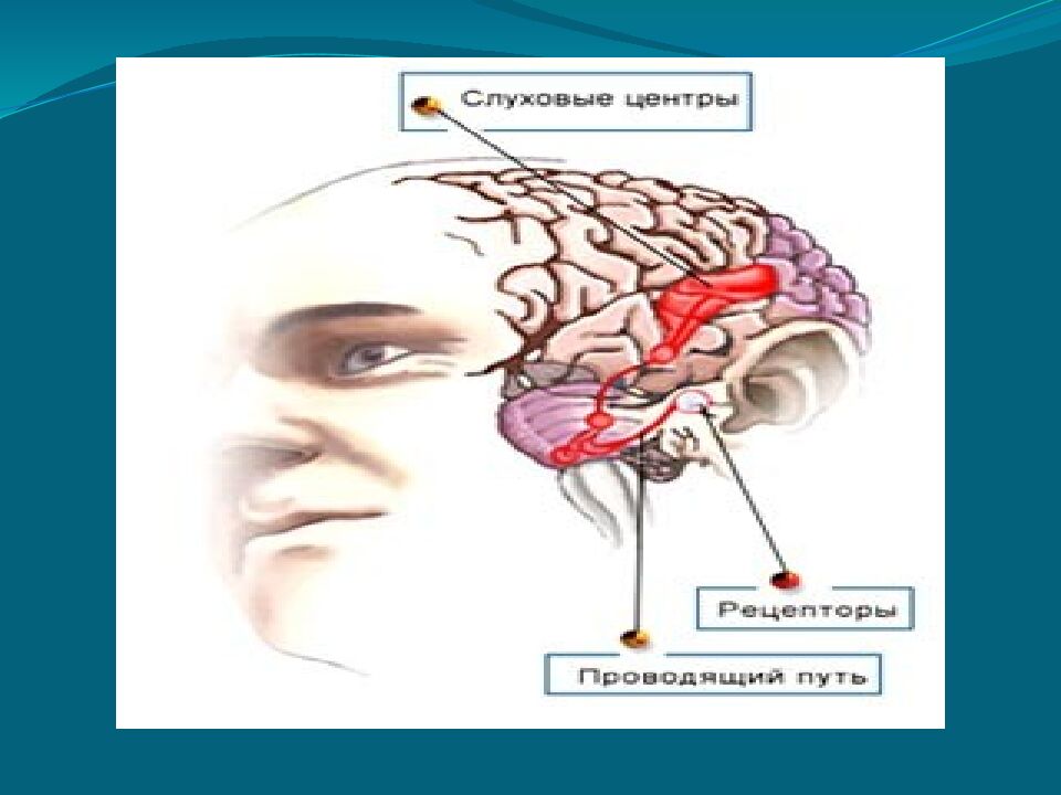 Проверка домашнего задания: I.Тест «Зрительный анализатор» (определить
