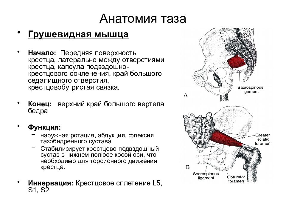 Анатомия таза презентация