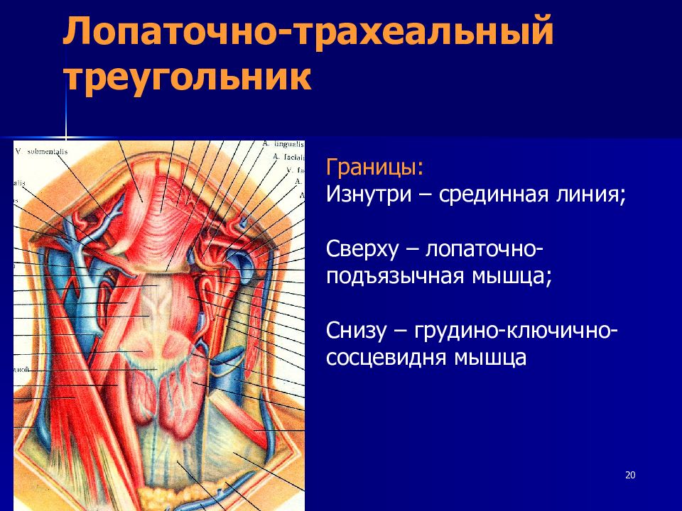 Хирургическая анатомия фасций. Топографическая анатомия лопаточно-трахеального треугольника. Лопаточно трахеальный треугольник клетчаточные пространства. Топография лопаточно-трахеального треугольника шеи.