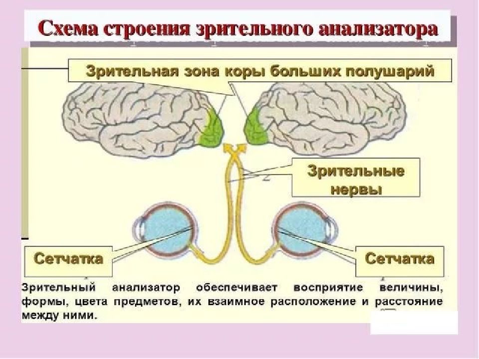 Схема зрительного анализатора 8 класс