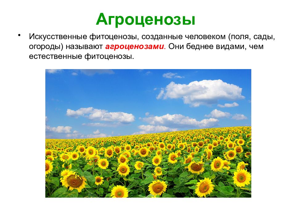 растительные сообщества фитоценозы. ярусы фитоценоза. растительные сообщества фитоценозы. искусственный фитоценоз. искусственные фитоценозы.