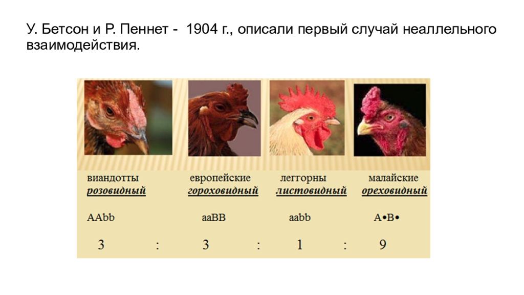 Наследование формы гребня у кур является примером. Гороховидная форма гребня у кур. Так наследуется форма гребня у кур. Наследование гребня у кур при комплементарности.