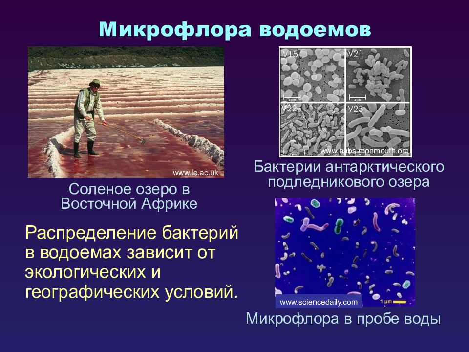 Экология микроорганизмов презентация