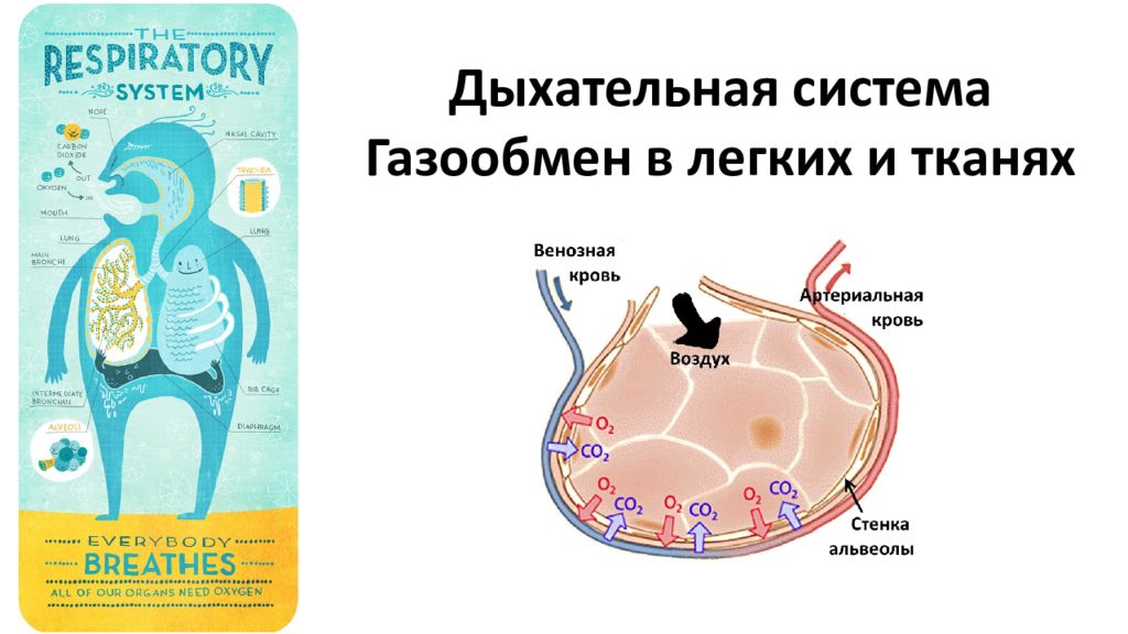 Презентация органы дыхания газообмен 7 класс презентация