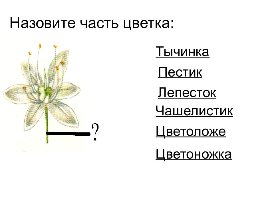 Строение цветка соцветие 6 класс. Органы цветка. Генеративные органы цветка. Генеративные органы растений цветок. Генеративные органы цветки соцветия.