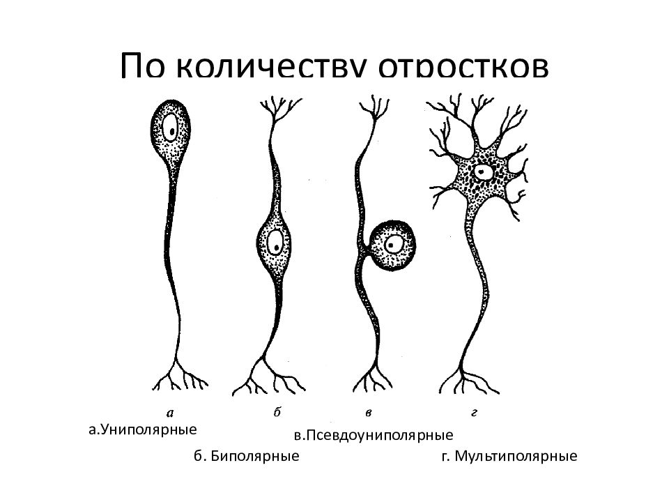 Виды нейронов рисунок