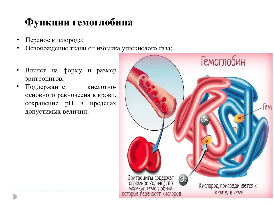 Гемоглобин строение и функции. Выберите из списка функции гемоглобина. Выберите из списка функции гемоглобина. Строение молекулы гемоглобина. Гемоглобин распадается на гем и глобин.