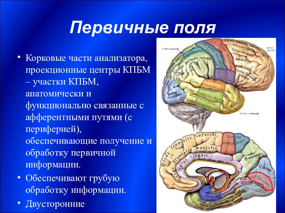 Корковые анализаторы. Корковые центры анализаторов. Корковые концы анализаторов. Корковые центры конечного мозга.