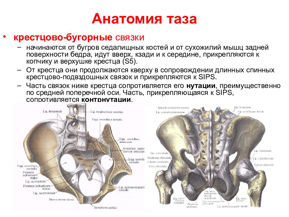 Анатомия костей таза