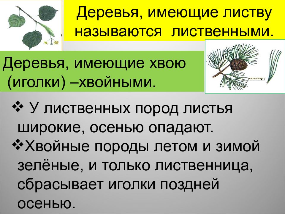 Хвойные и лиственные деревья презентация 1 класс окружающий мир