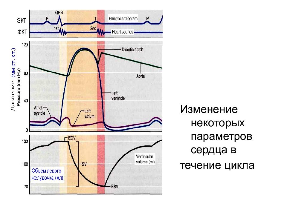 Течение цикла. Схема сердечного цикла физиология. График сердечного цикла физиология. Лекция сердечный цикл. Сердце как насос физиология.