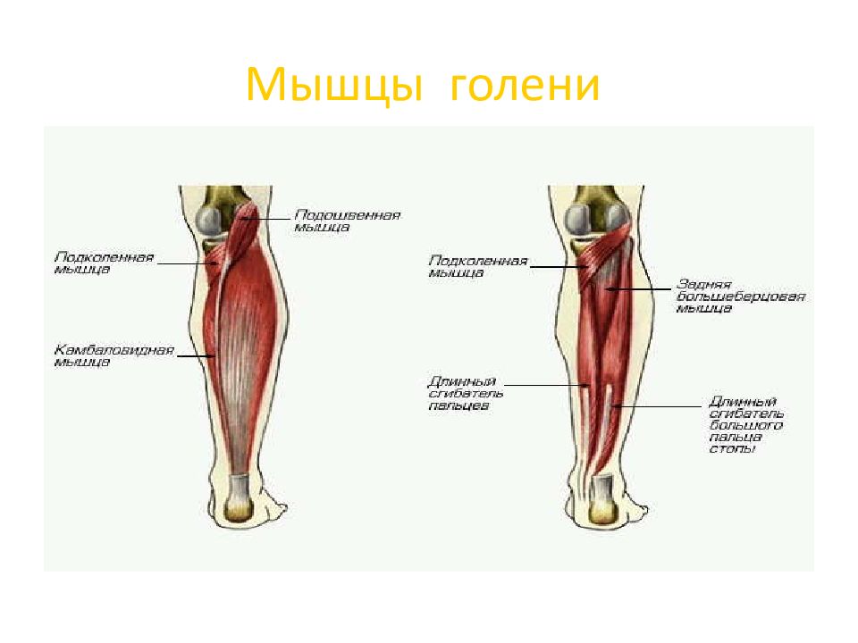 Голень это. Мышцы голени передняя группа. Большеберцовая мышца голени. Мышцы задней поверхности голени. Мышцы голени вид сбоку.