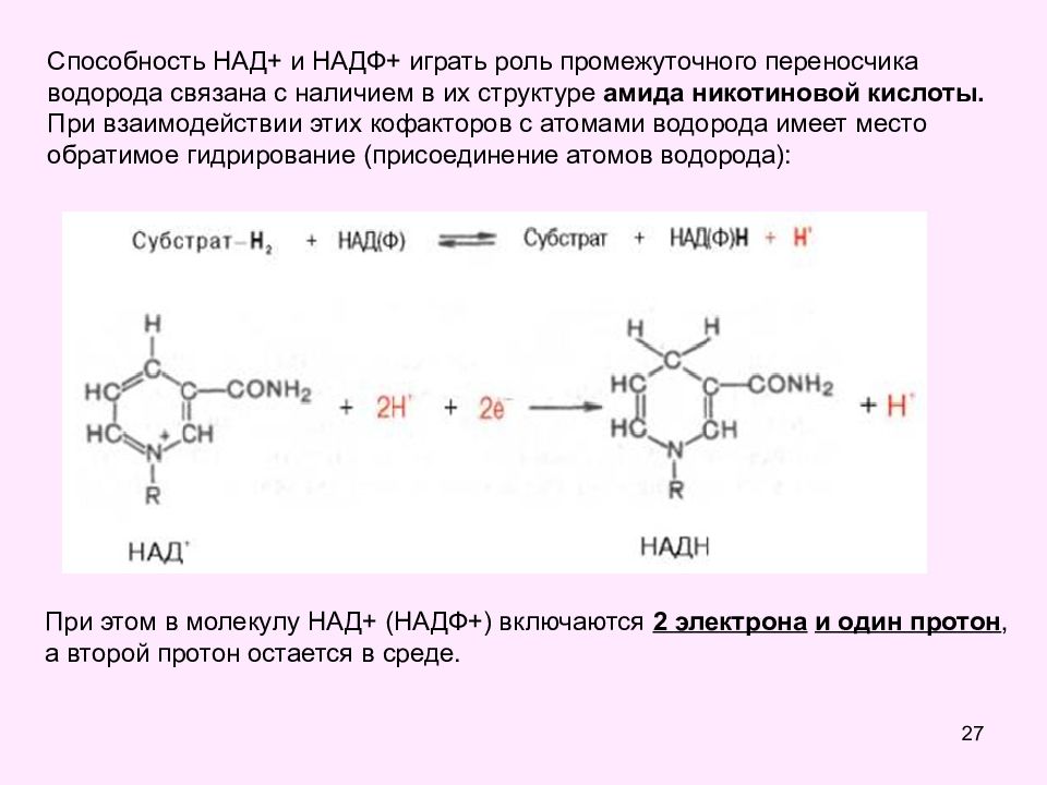 Куда над. Над и НАДФ. Структурные компоненты над+ и НАДФ+. Над НАДФ ФАД. Роль над и НАДФ.