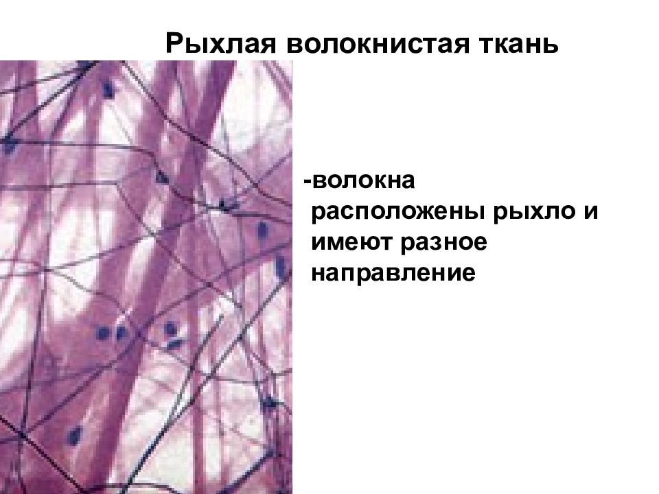 Рыхлая волокнистая соединительная ткань гистология рисунок