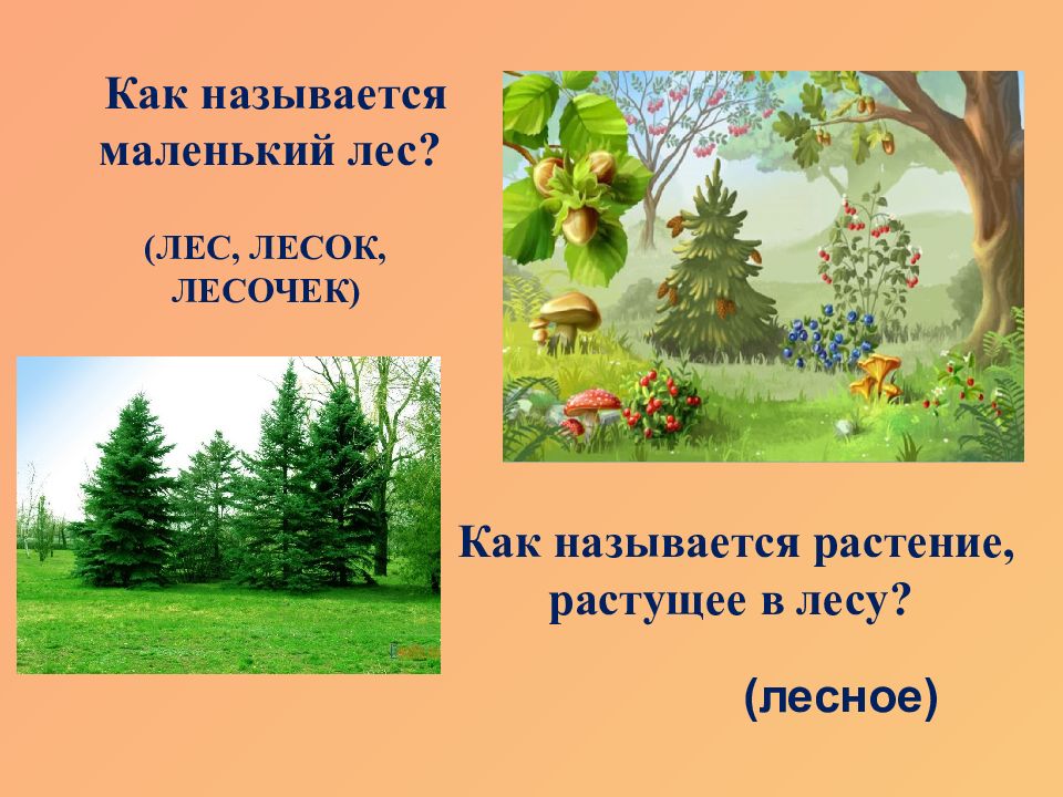 Природные зоны царство деревьев. Лес царство деревьев. Лес царство деревьев перспектива 3 класс окр.мир. Лес лесок. Составь слова лес Лесной лесок.