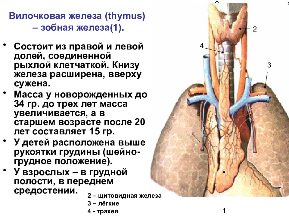 Вилочковая железа человека