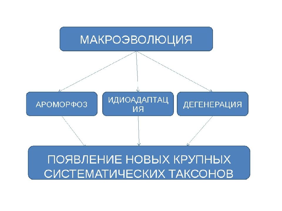 Макроэволюция это. Макроэволюция. Схема макроэволюции. Понятие о макроэволюции. Процессы макроэволюции.