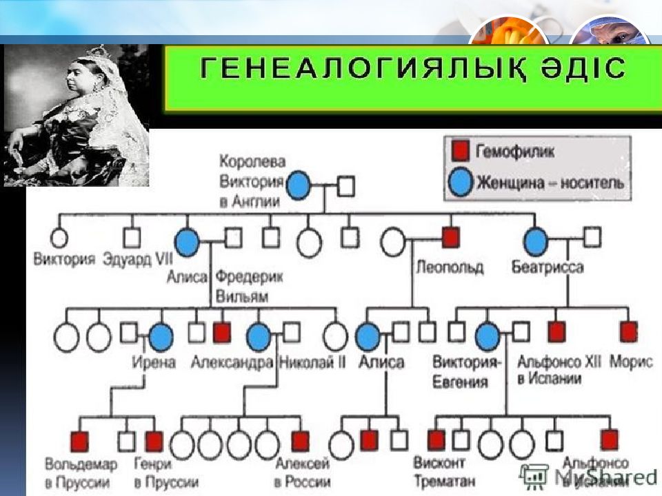 Презентация адам генетикасы