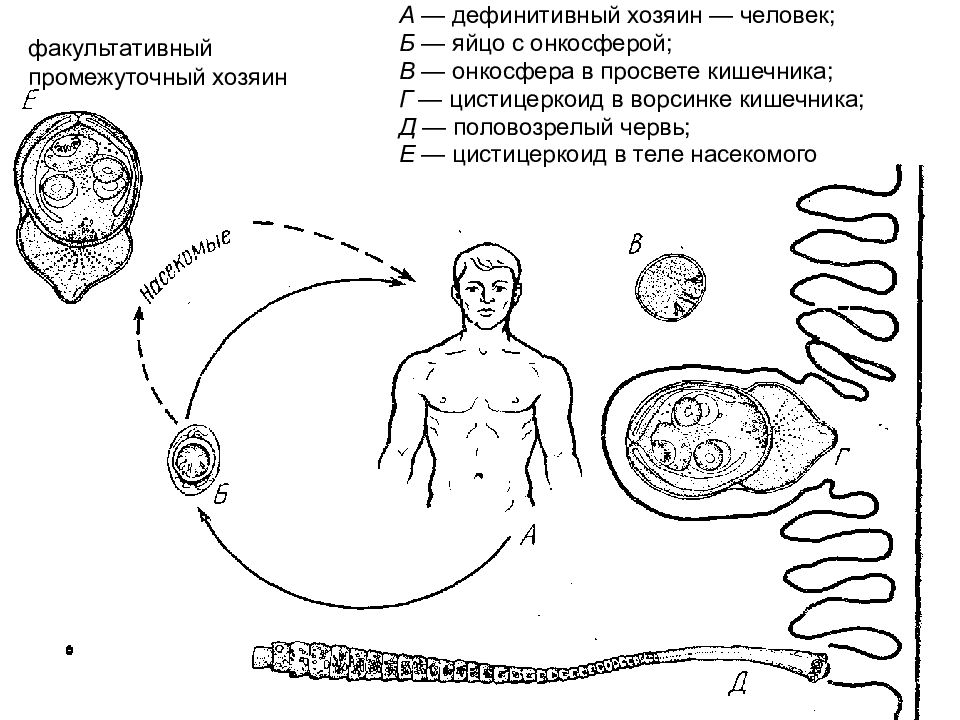 Онкосфера в кишечнике. Цикл карликового цепня схема. Жизненный цикл крысиного цепня. Гименолепидоз промежуточный хозяин. Факультативный промежуточный хозяин.