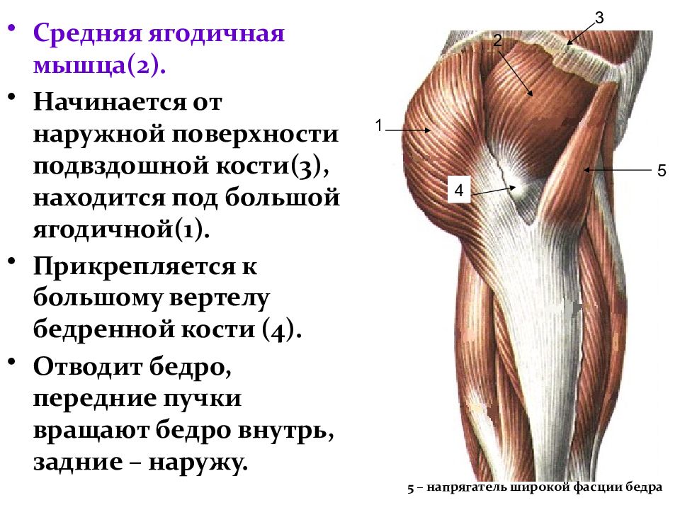 Мышцы таза и бедра анатомия в картинках и пояснениями