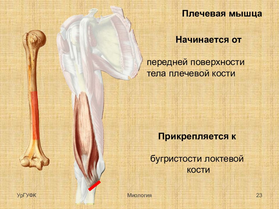 Мышцы прикреплены к костям. Плечевая мышца. Плечевая кость мышцы. Плечевая мышца начинается от:. Плечевая мышца прикреп.