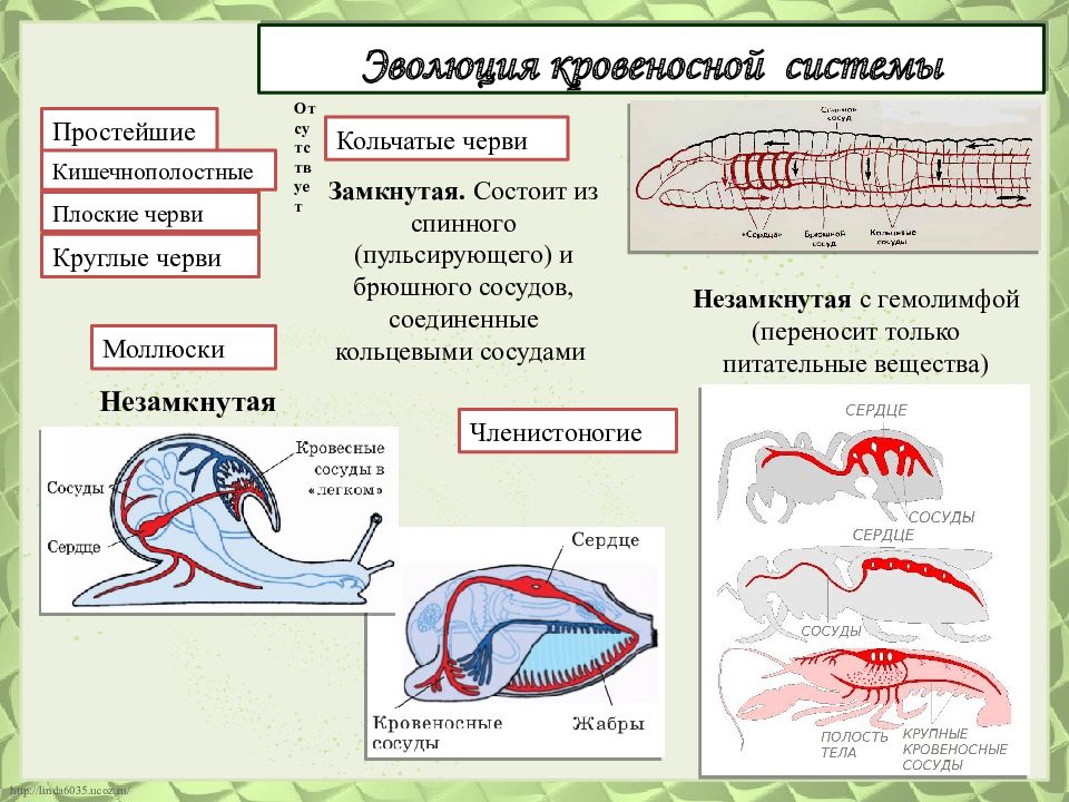 Круглые черви кровеносная система