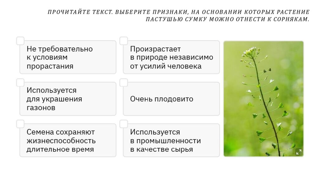 Рассмотрите изображения шести представителей мира растений. Предложите