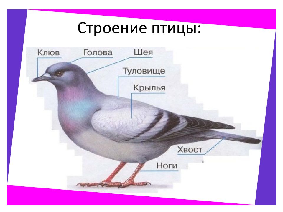 Найдите фотографию какого либо насекомого или птицы рассмотрите изображение какие части