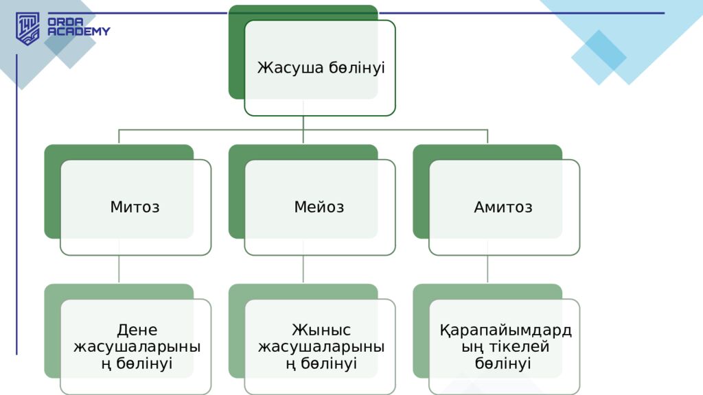 Жасушалық цикл