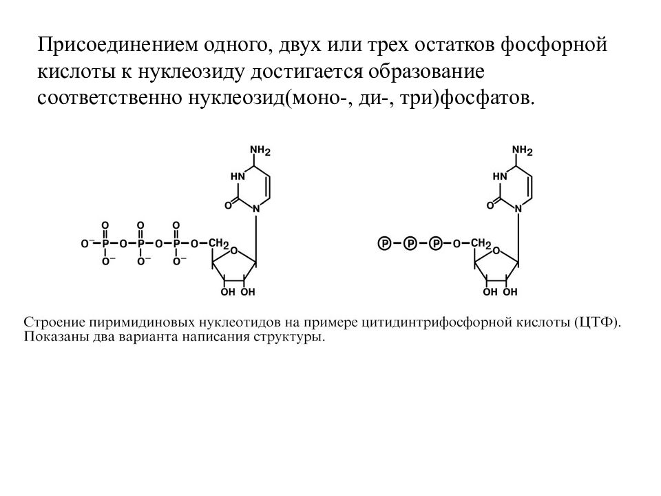 Цтф. Строение пиримидиновых нуклеотидов. Структура ЦТФ. ЦТФ строение. Структура ЦТФ биохимия.