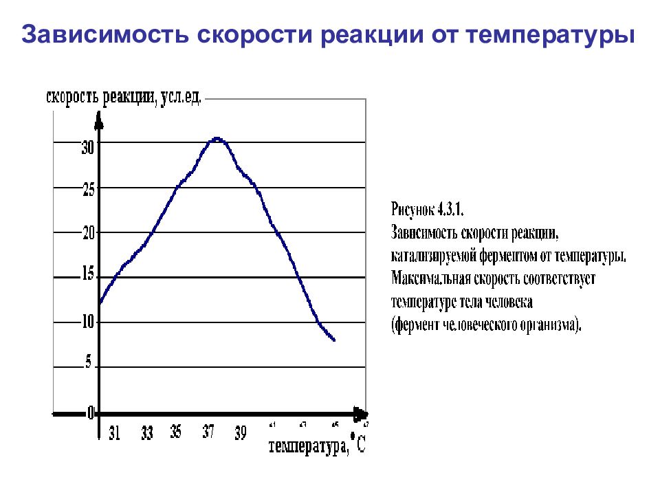 График зависимости фермента от температуры. Зависимость скорости реакции от температуры. Зависимость скорости фермента от температуры. Организмы в зависимости от температуры. Зависимость для тела от температуры.