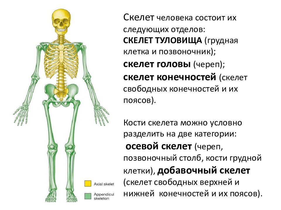 Перечислите отделы скелета. Основные отделы скелета человека характеристика. Скелет туловища скелет конечностей. Осевой скелет скелет пояса конечностей. Назовите отделы и основные кости скелета.