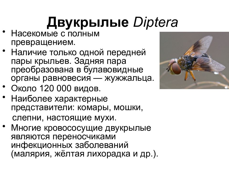 Одна пара крыльев превратилась в жужжальца. Отряд Двукрылые общая характеристика. Жужжальца. Жужжальца у кого. Медицинское значение отряда Двукрылые таблица.