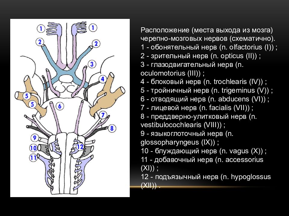 Презентация на тему черепно мозговые нервы