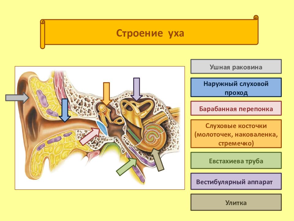 Выберите три верно обозначенные подписи к рисунку на котором изображено строение уха наружный